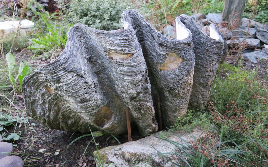 Riesenmuschel / Mördermuschuel / Tridacna gigas / Muschel ca. 80 x 55 cm