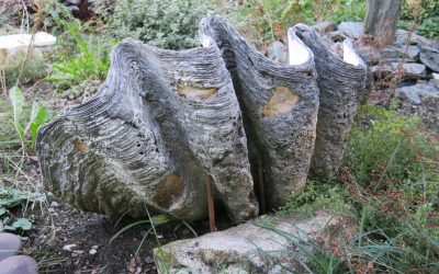 Riesenmuschel / Mördermuschuel / Tridacna gigas / Muschel ca. 80 x 55 cm