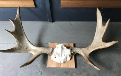 Elch / Elchgeweih Breite 97 cm Trophäe / Wandtrophäe
