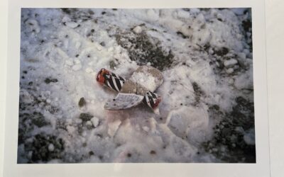 Walter Dahn *1954 Foto / Fotografie Notlandung 311 B5 Griffelkunst 2003